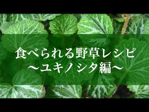 被子植物の木7.png
