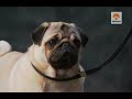  Sin determinar - Documental Perros 