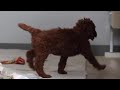 Standard Poodle dogs for sale: Blake AKC - Video 1