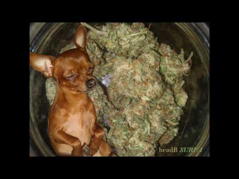 headB - surfa (prod. Eli Five)