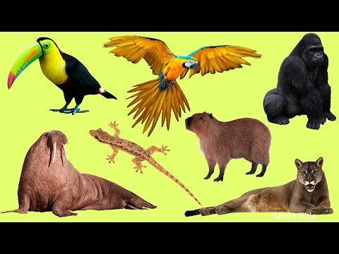 Discover Wild Animal Names in English 🦜🦧 | How Many of These Can You Remember?