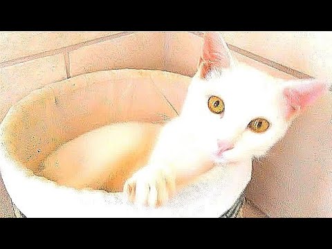 download lagu mp3 mp4 Sylvain Laporte, download lagu Sylvain Laporte gratis, unduh video klip Sylvain Laporte