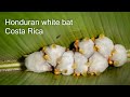 The Honduran white bat. Costa Rica.