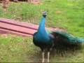 Peacock Sounds and Displays