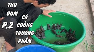 THU GOM CÀ CUỐNG THƯƠNG PHẨM 2