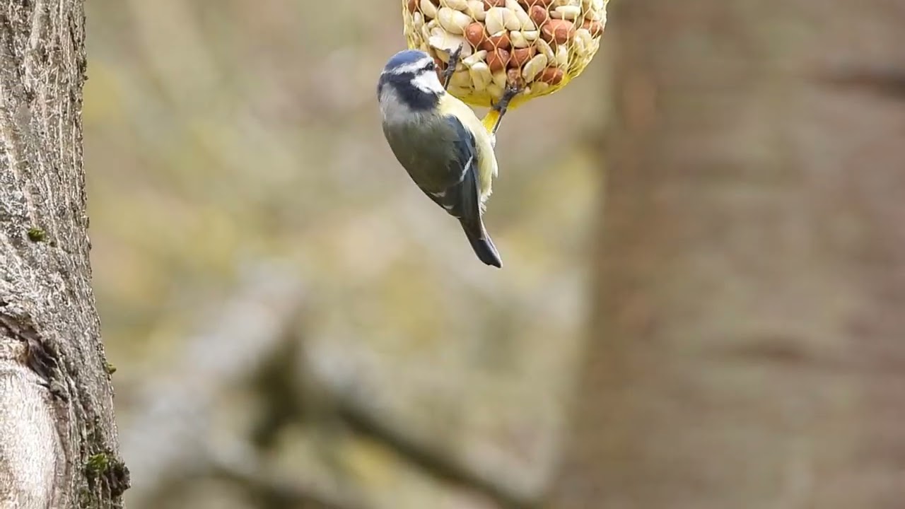 Video by Abdul Rehman Khalid