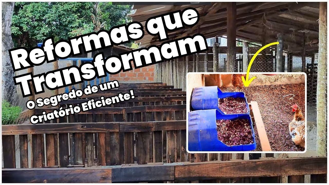 Como SIMPLES REFORMAS transformaram nosso criatório em uma POTÊNCIA - Veja o RESULTADO!