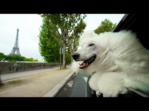 Why Do Dogs Stick Their Head Out the Car Window?