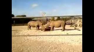 preview picture of video 'Rhino / nosorozec / rhinozeros / nosorog / 犀牛 / サイ / zoo'