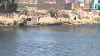 100 6594 Everyday life - Kids jumping from shore into Nile River, June 2010 - Egypt