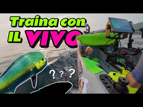 Traina con il vivo da BRIVIDI - Due MOSTRI allamati !