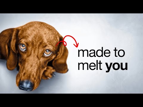 How Your Dog's Eyes Were Engineered to Manipulate You