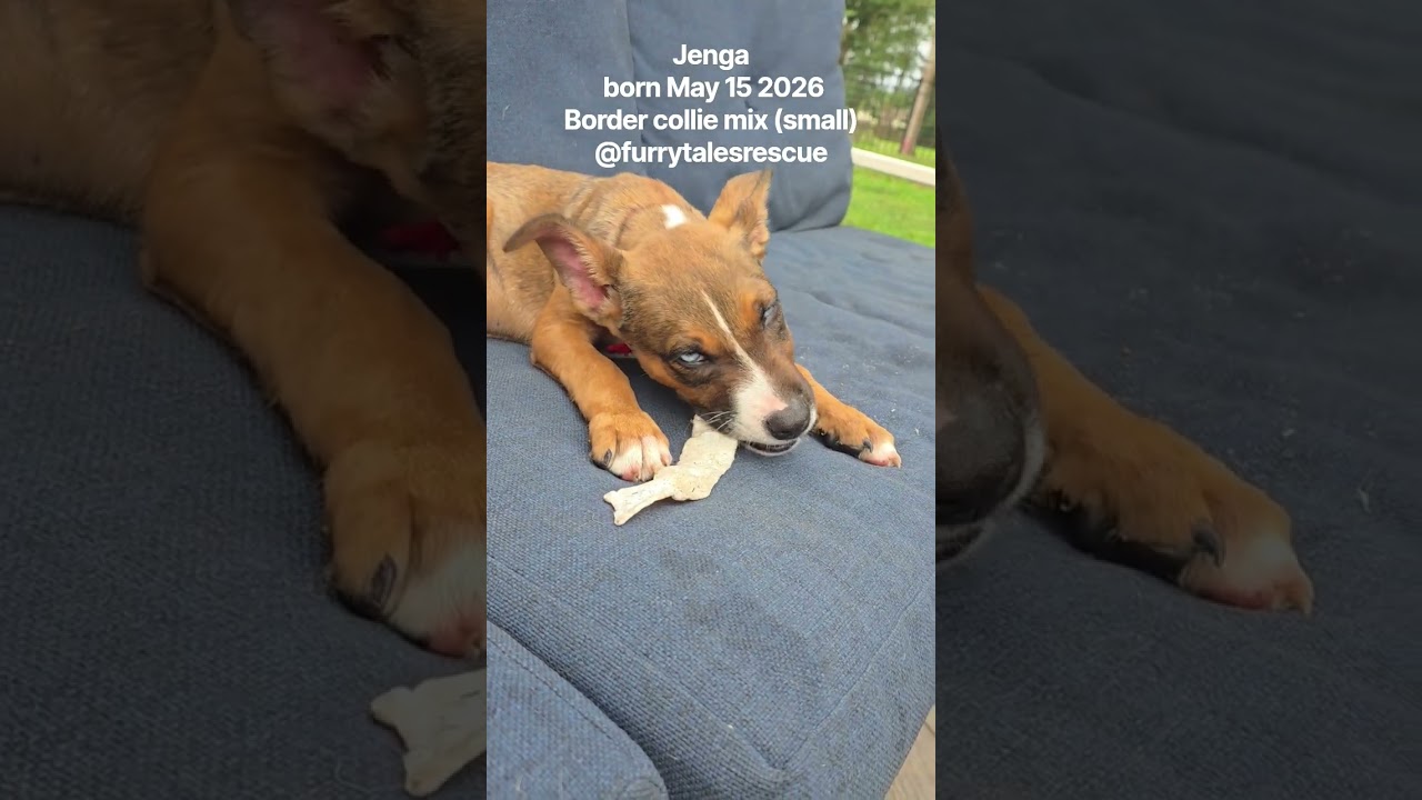 Enlarge Jenga, a ADOPTABLE mixed breed in Blue Bell, PA video 5/6