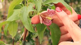 How to grow Winter Flowering Clematis (the Cirrhosa types) | Crocus.co.uk