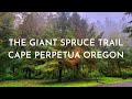 THE GAINT SPRUCE TRAIL CAPE PERPETUA OREGON