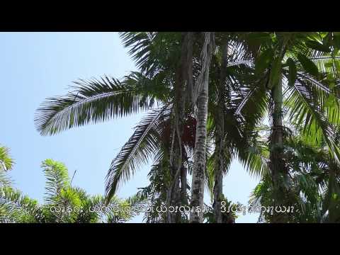 Pwo Karen Gospel song (Oh Lord) by Alexander Phillip