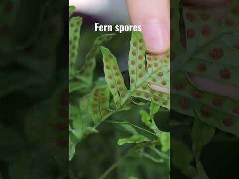 🪴 Fern Spores 🌿