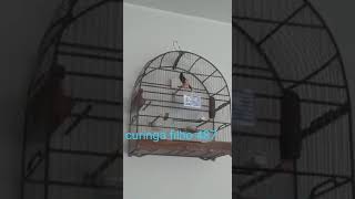 Curió Curinga Filho