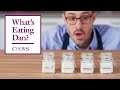 Why Acids Are as Important as Salt | What’s Eating Dan?