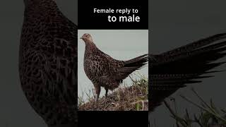 Download lagu Suara burung - Burung pegar betina membalas suara burung pegar jantan #shorts #nekedbe mp3