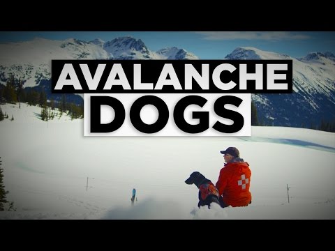 Avalanche Dogs on Whistler Mountain