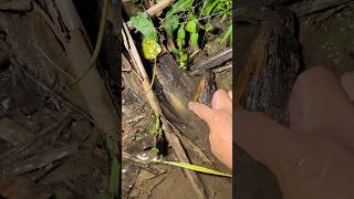 Download lagu Akibat kemarau banyak ikan betok besar sembunyi disini !!! #ikan #betok #fishing mp3 Download lagu Akibat kemarau banyak ikan betok besar sembunyi disini !!! #ikan #betok #fishing mp3