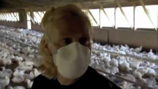 Food Inc. Chicken Farm