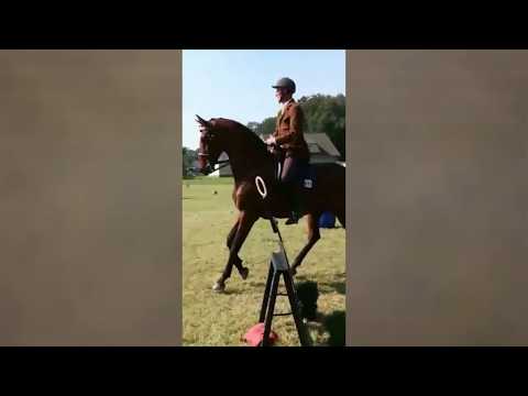 Working Equitation Stiltrail Klasse M