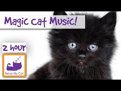 ¡Música mágica del gato! Mira tu gato caer dormido ante tus ojos con nuestra música