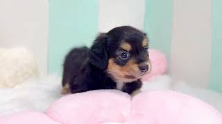 ハーフ犬の動画01
