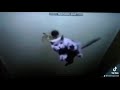 Dinoco S All Mine In Bulgarian Language Upgraded Version Cats