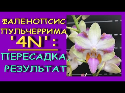 ОРХИДЕЯ:пересадка+РЕЗУЛЬТАТ.Фаленопсис Pulcherrimа'4N' (Пульчеррима) в размере 1.7,пересадка из мха.