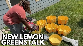 I Had to Have It| New Greenstalk Color