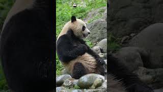 Panda Le Le Knows How To Beat Summer Heat | iPanda #shorts