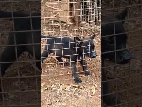 #puppy #dogshorts #pets #dogs#youtubeshorts#youtube