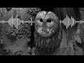 Soft Sound Of Tawny Owl Love Calls Animal Sounds Robert E Fuller