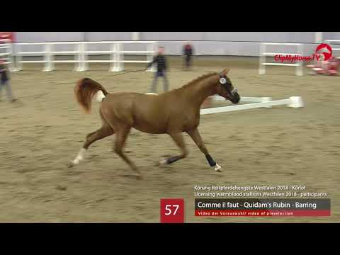 57 Hengst v. Comme il faut - Quidam's Rubin - Barring