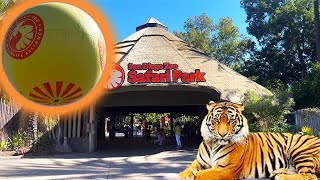 Safari Park San Diego Zoo 2022