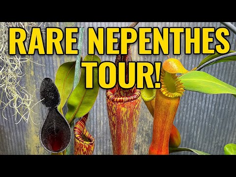 RARE Highland Nepenthes Tour! | My Best Pitcher Plants Yet 🌿🪰
