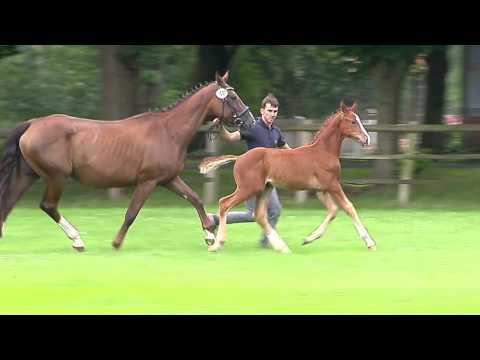 HF 04.05.2017 Fürsten Look - Rosario - Sandro Song