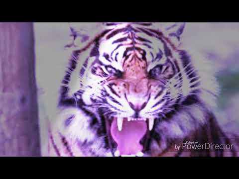 Rapu Korona freestyle 4