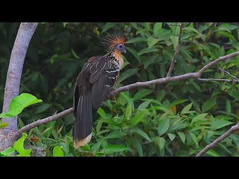 Cigana (Opisthocomus hoazin) em Luiz Alves (São Miguel do Araguaia/GO)