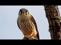 American Kestrel: Sounds (Falco sparverius) Quiriquiri, Birds-of-prey, Raptors