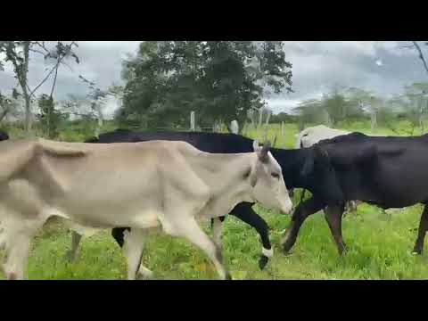  18 Vacas e Novilhas: 2.950 reais cada em Cachoeirinha/ Pernambuco. Whatsapp 84 99810 2784*#gado 