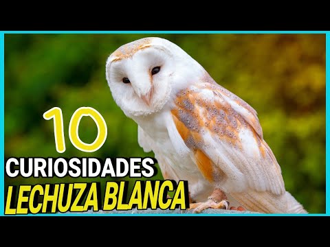 LECHUZA de CAMPANARIO o Común 🔔🦉 10 Datos y Curiosidades del búho mas bonito (Tito alba) DOCUMENTAL