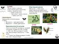 Plant Kingdom Part 5 Class 11 Biology NEET 2026 Gymnosperms Naked Seed Plants Explained