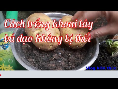 , title : 'TRỒNG KHOAI TÂY THÙNG XỐP KHÔNG BỊ THỐI THU HOẠCH ĐẬU ĐŨA ĐẬU RỒNG Vlog kiến thức'