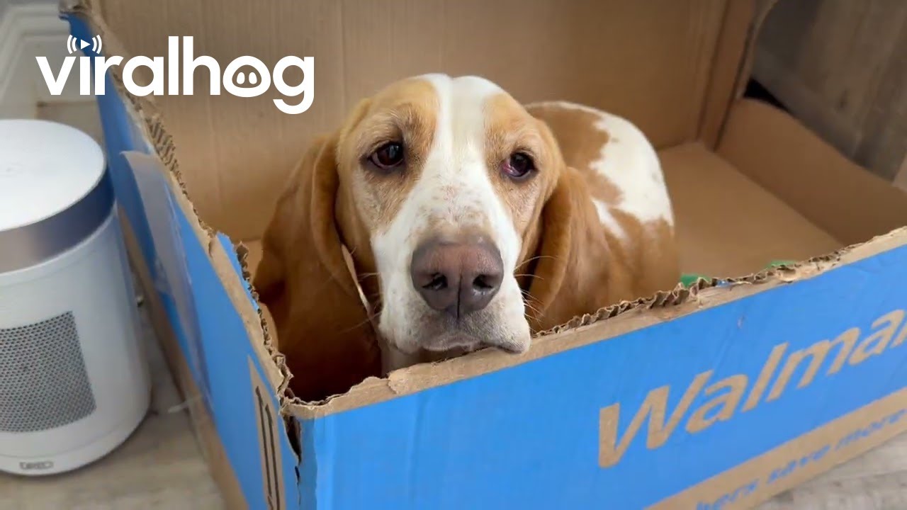 Basset Hound Smitten with Kittens || ViralHog
