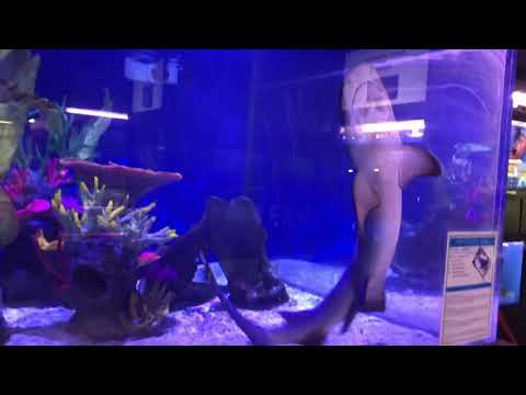 Toothless the whitetip reef shark