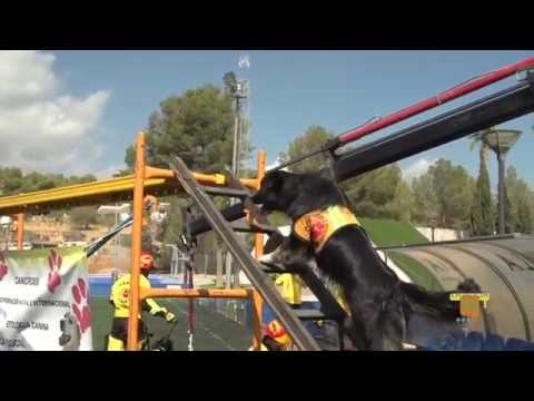 14/09/14 – El V Concurso Canino congregó 2.500 personas y 250 perros en La Nucía
